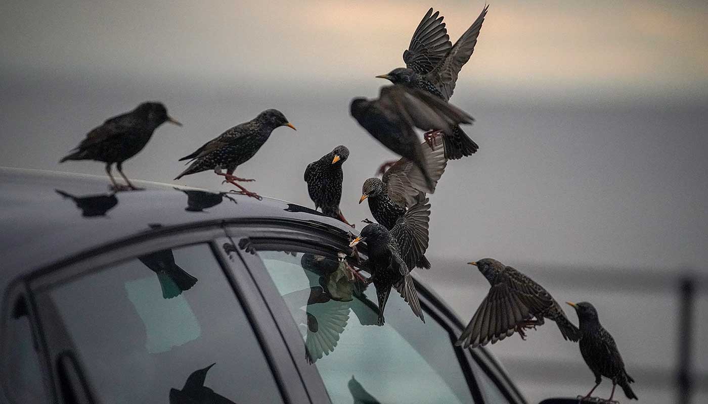 Birds on a car