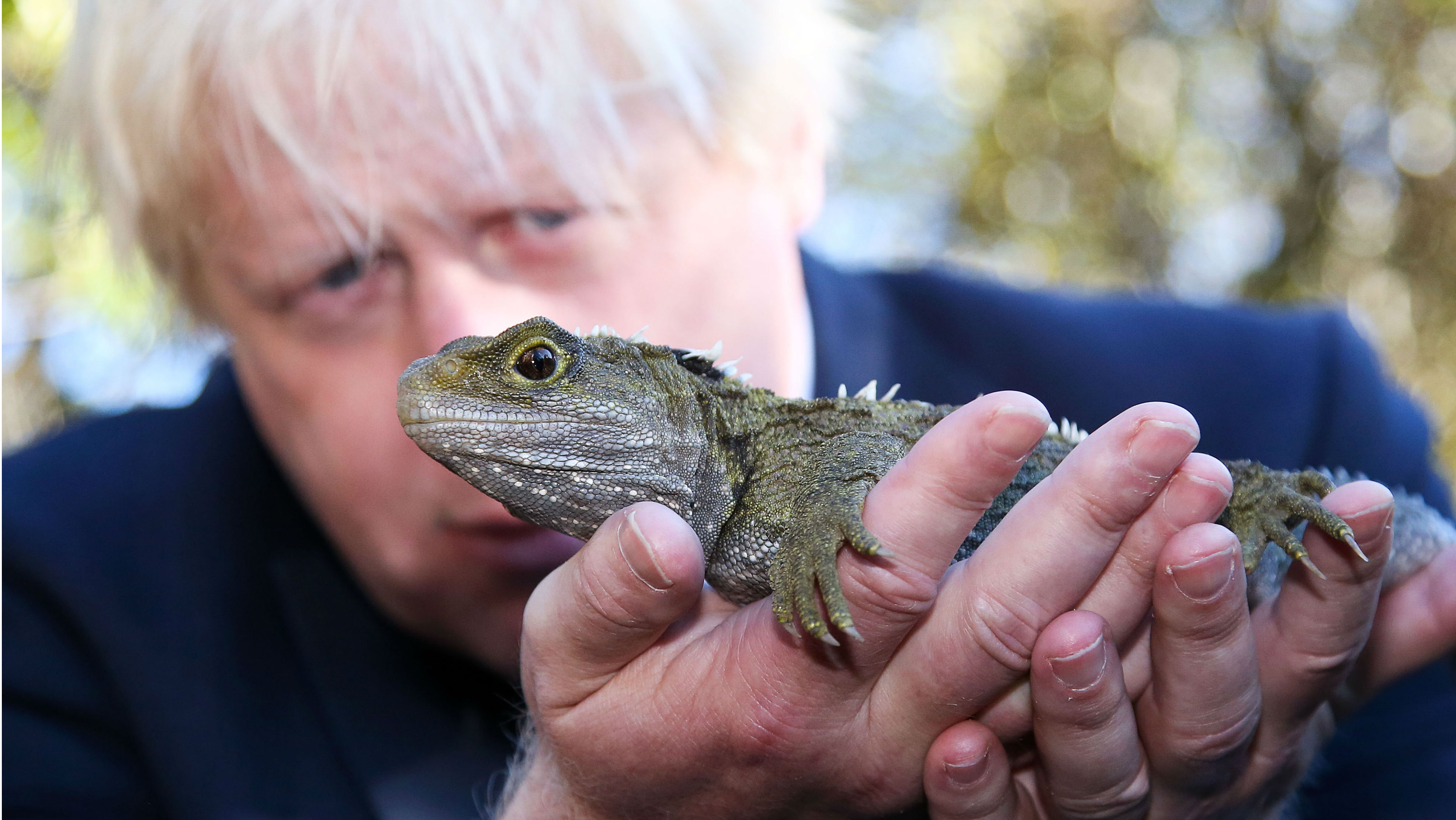 Boris Johnson lizard 