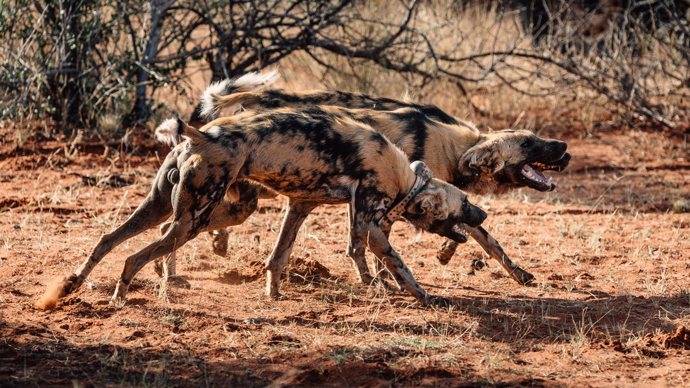 African wild dogs at Tswalu Kalahari