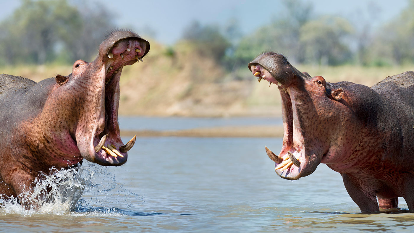 Hippos calling out 