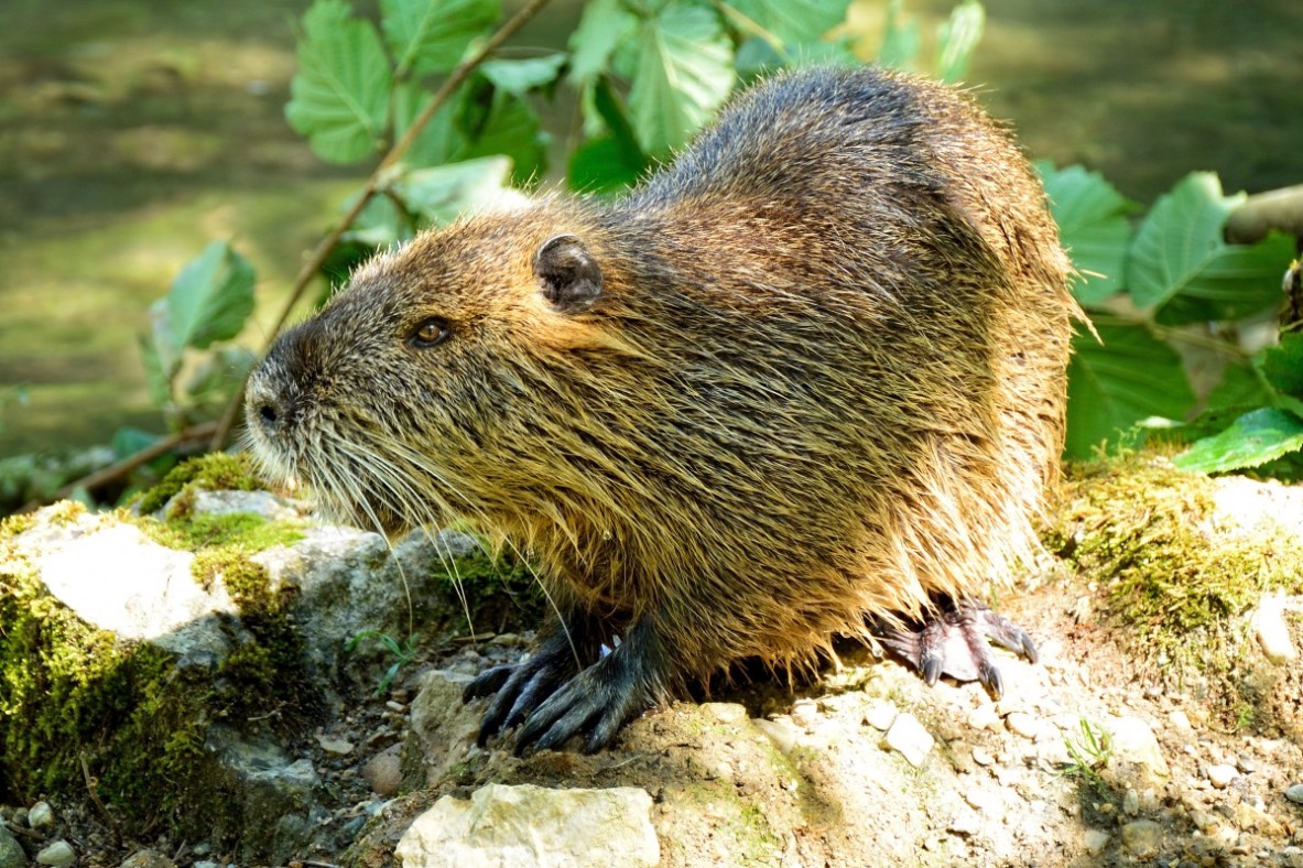 A beaver 