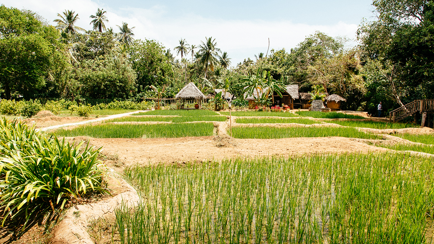 The kitchen garden at Anantara Peace Haven