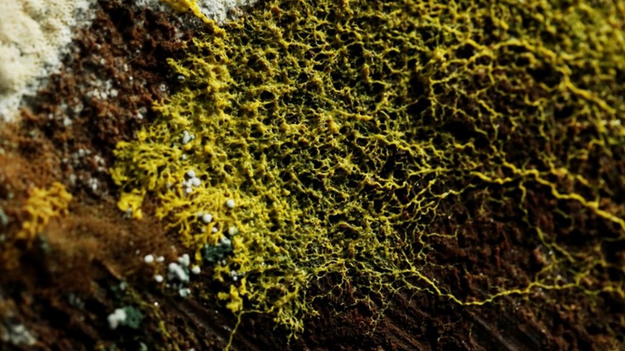 Physarum polycephalum, Slime mold, The Blob