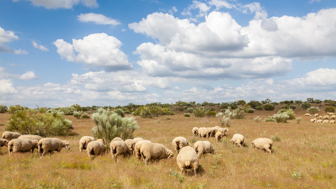 Flock of sheep grazing on a meadow