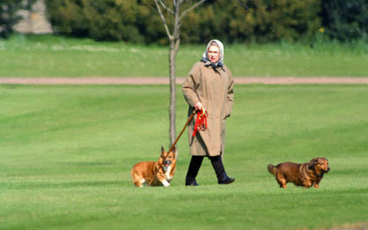 The Queen has owned more than 30 corgis over the course of her reign