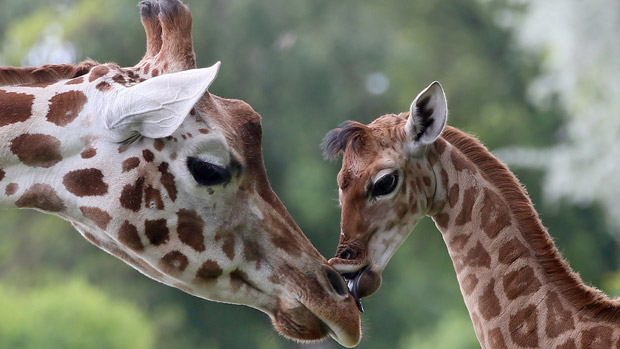 Two giraffes in a zoo in Berlin