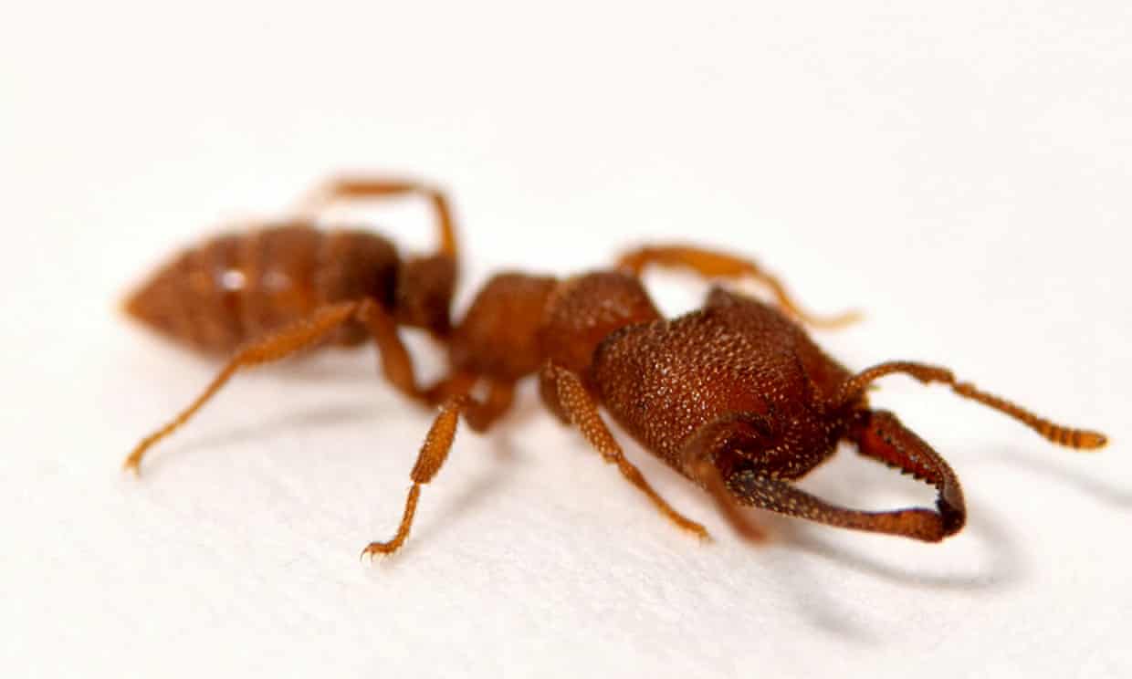 Dracula ant