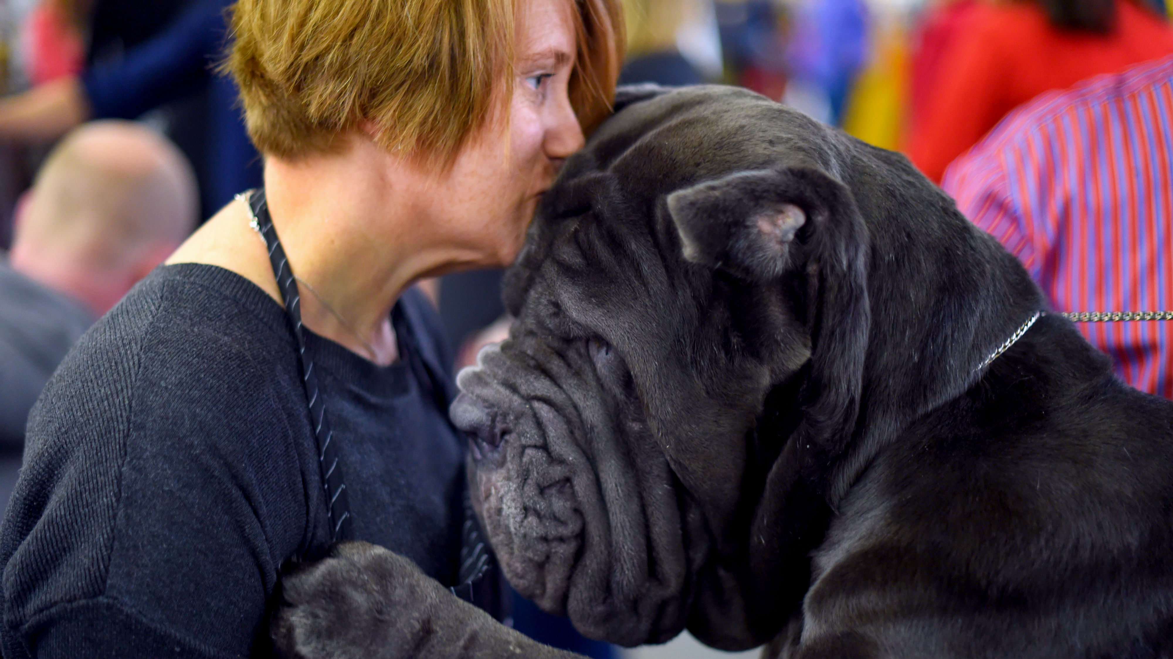 Rachel Hosking poses with her Neapolitan mastiff at the Westminster Kennel Club&#039;s 141st annual dog show in New York