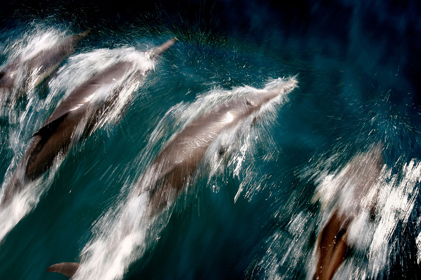 LONG BEACH, CA - JULY 16:A pod of common dolphins surf the bow wake of a boat during an excursion to search for rare and endangered blue whales feeding off Long Beach Harbor in the Catalina C