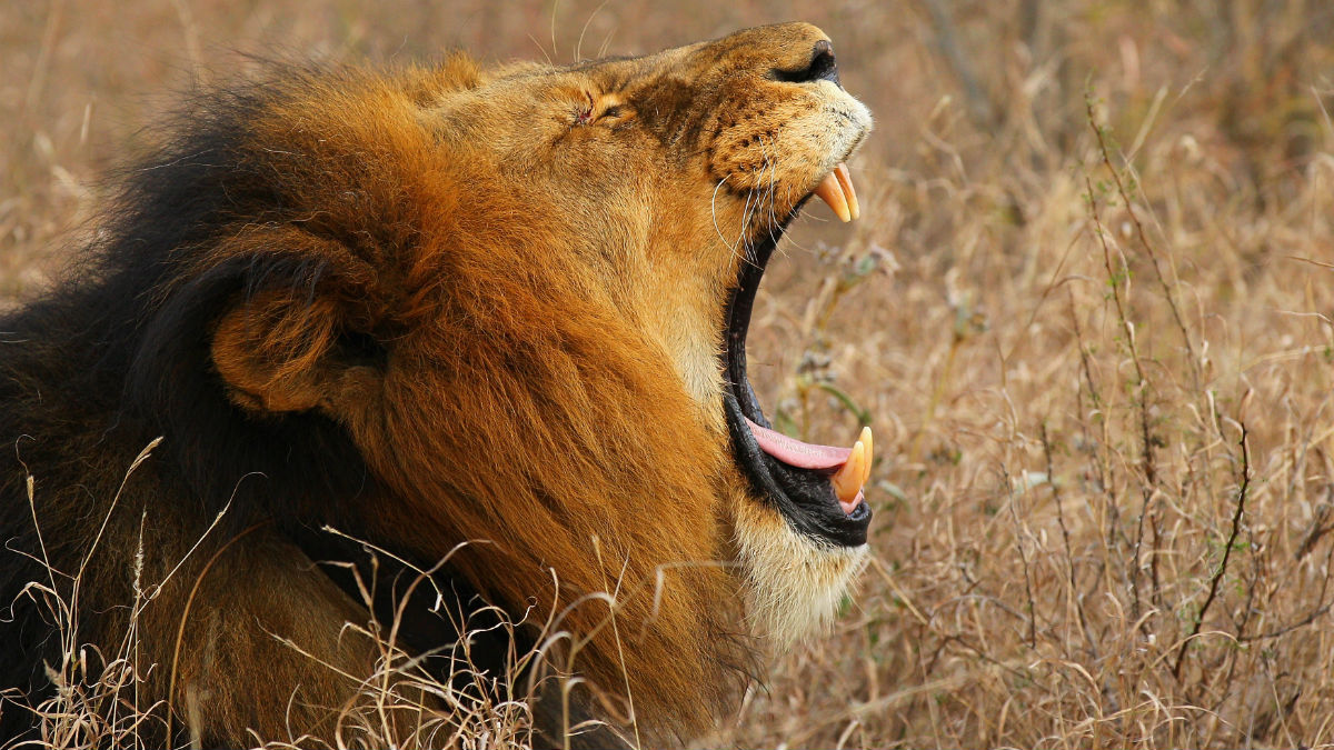 Prophet' survives lion attack and other tall tales | The Week UK