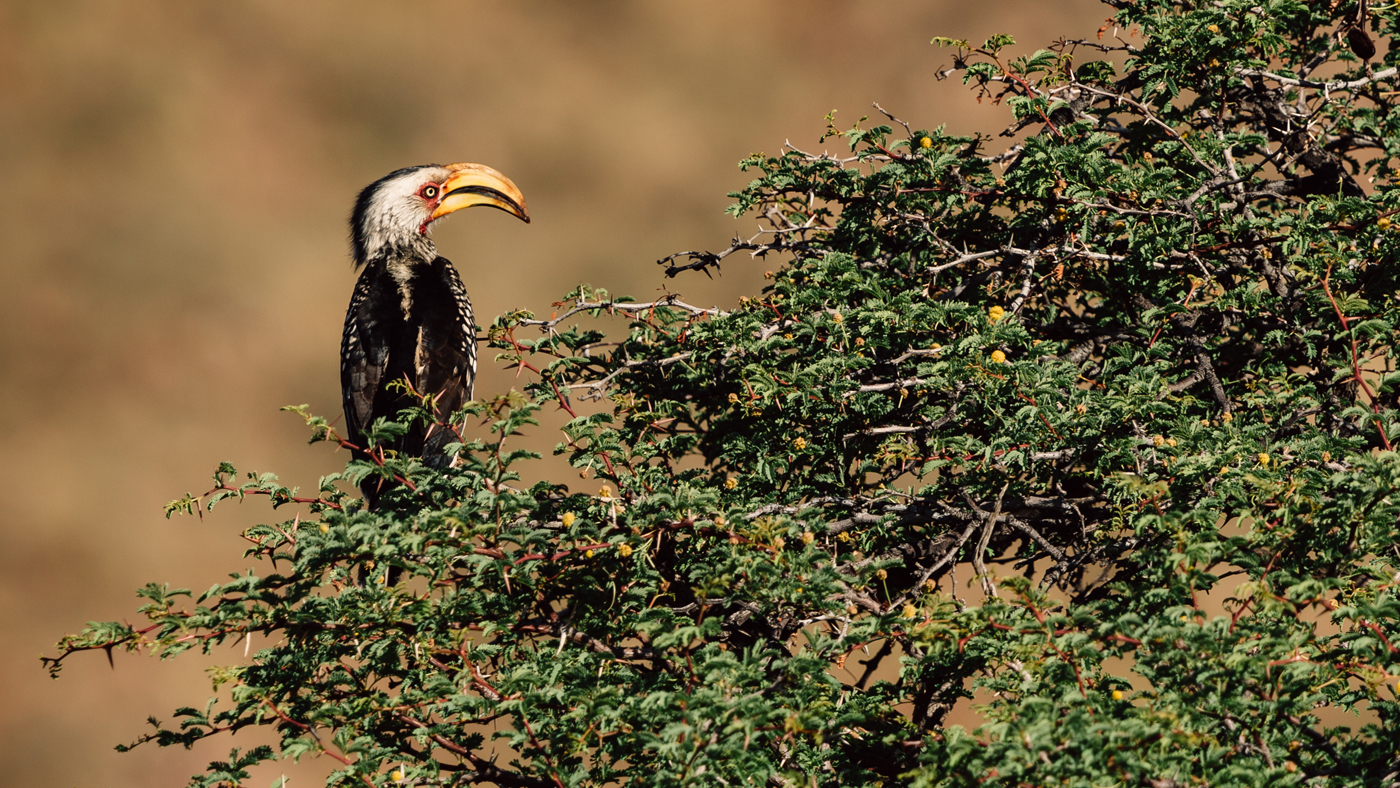 Southern yellow-billed hornbill, Kalahari