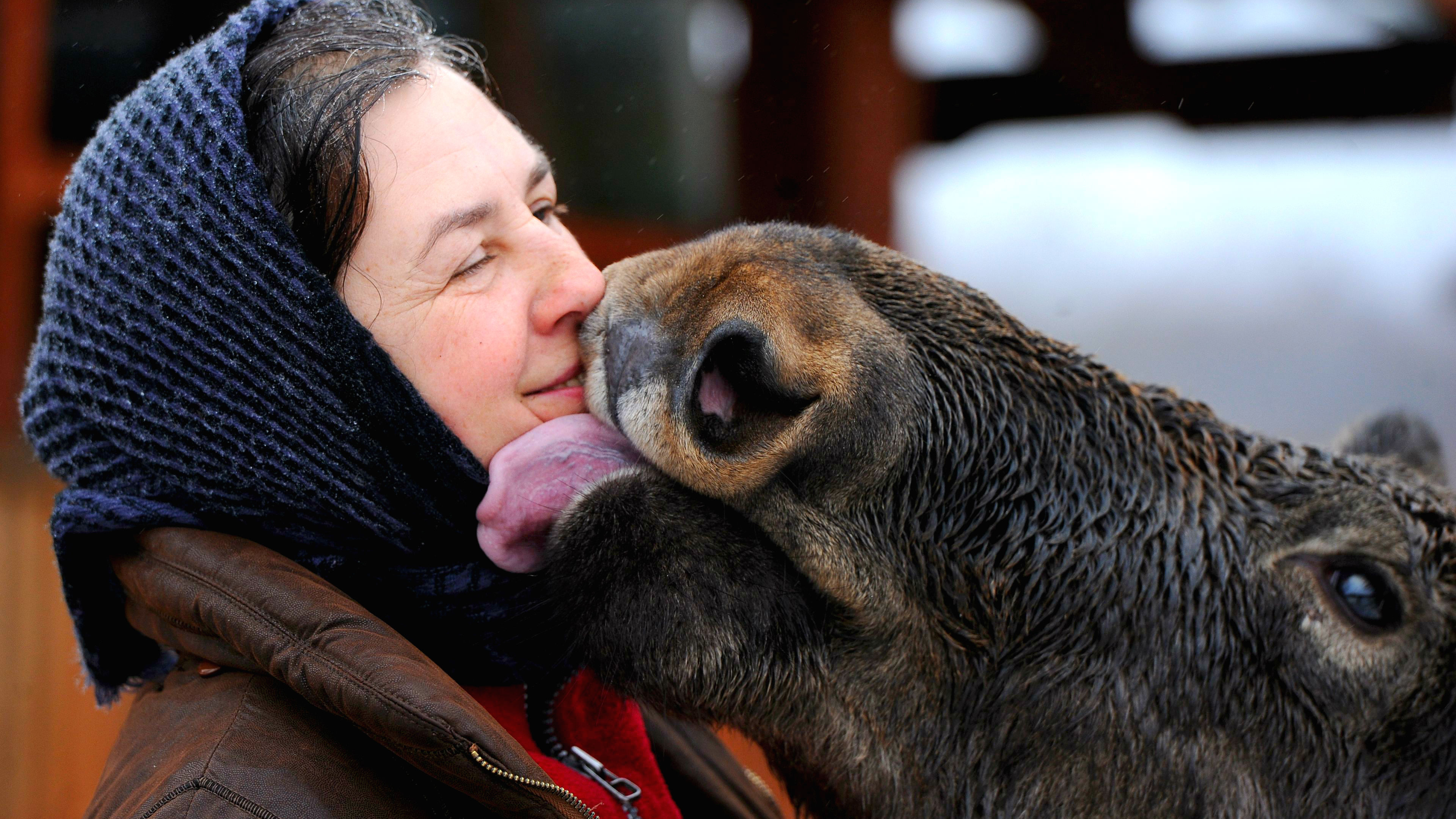 Grisha, a ten-month-old moose, licks caretaker Svetlana Tseyko in a courtyard in the village of Abramy, Belarus