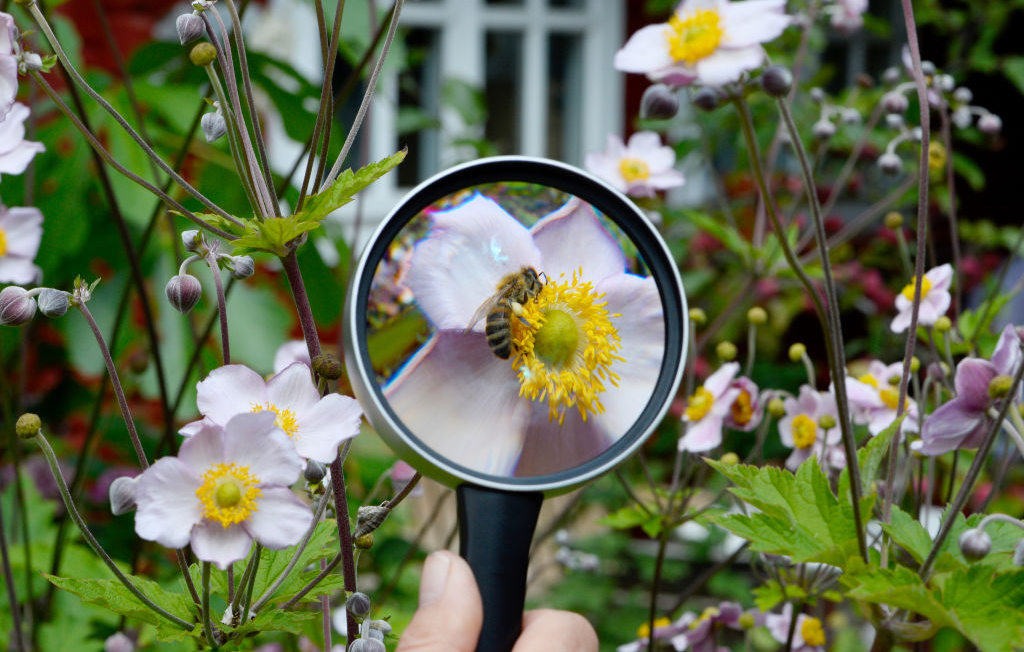 A wasp on a flower is examined with a magnifying glass