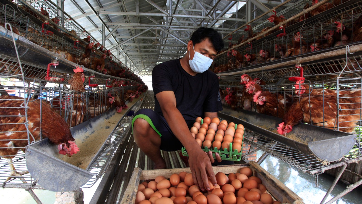 A worker collects eggs from a chicken farm