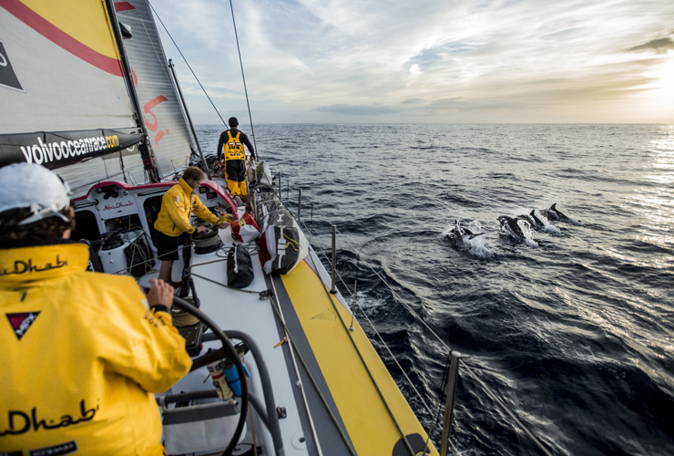 Dolphins escort competitors in the Volvo Ocean Race