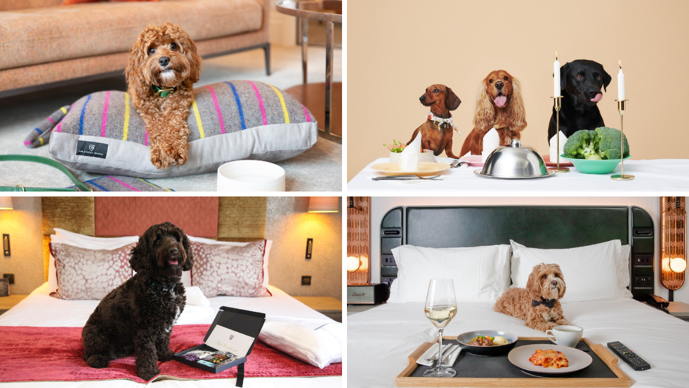 Dogs in hotels