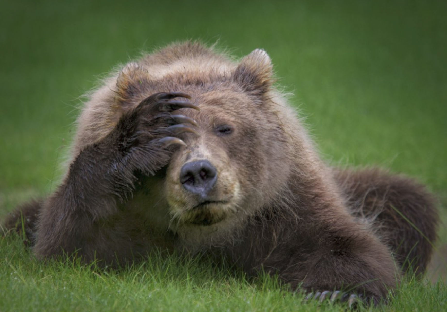 180917_comedy_wildlife_danielle_dermo_-_coastal_brown_bear_cub_with_headache.jpg