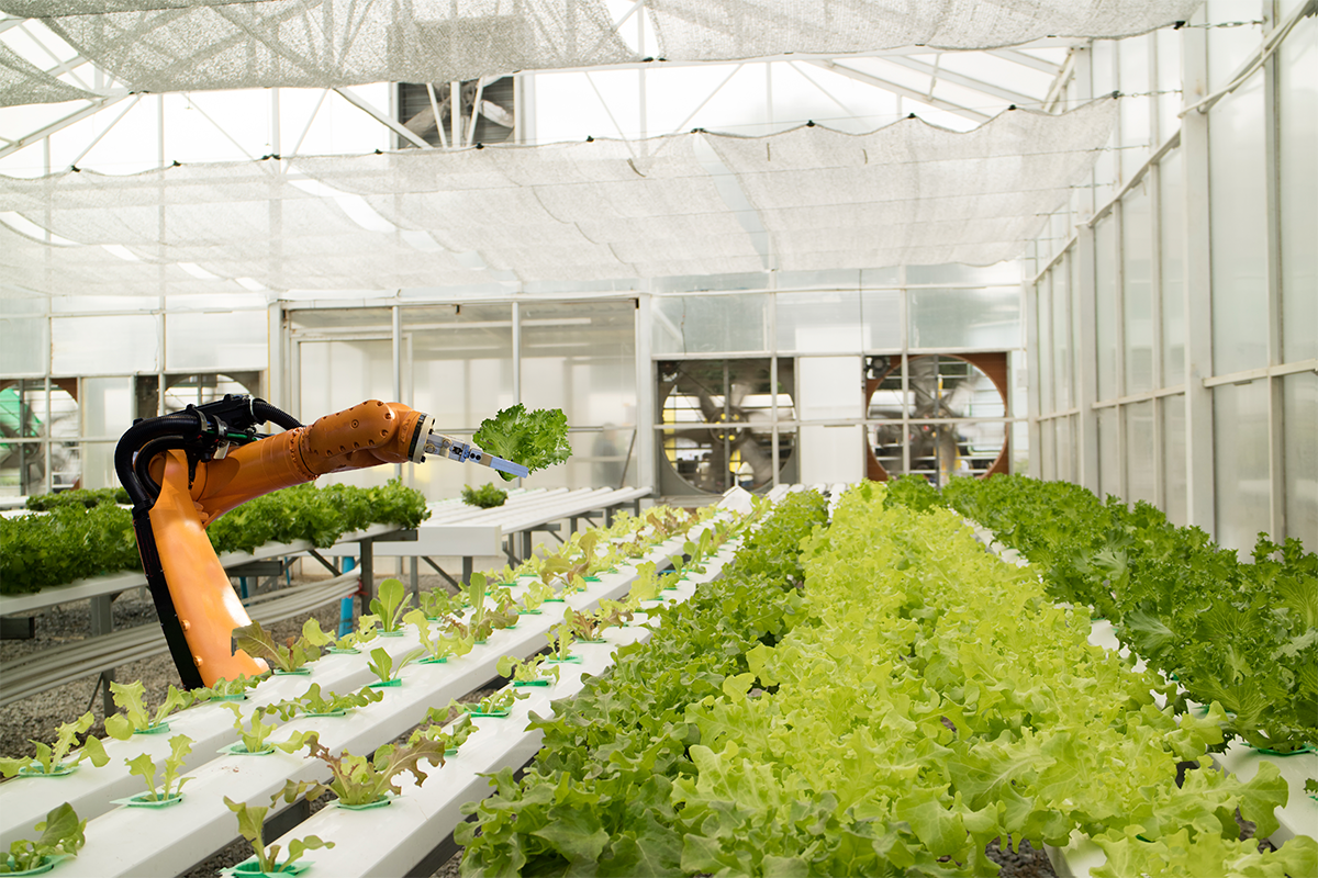 Robot arm picking lettuce in green house